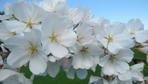 Spring Blossoms I