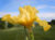 Yellow iris photo