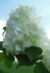 Hydrangea flower photo
