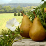 Pears and Morning Glory Flower before a Field