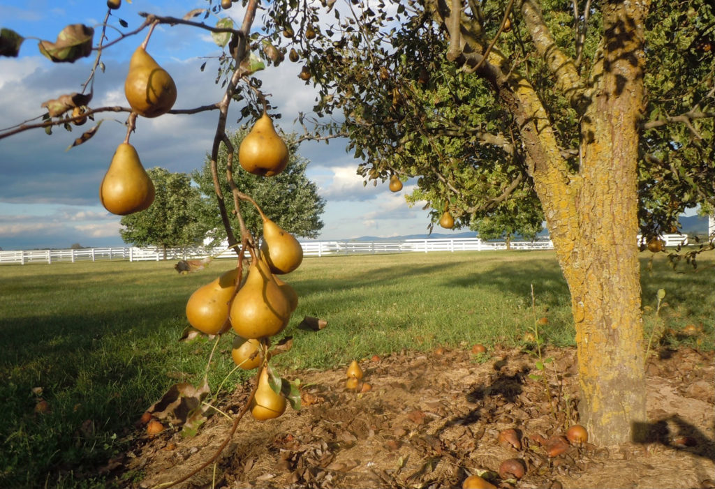 Pears hanging on a tree with farm fence in distance