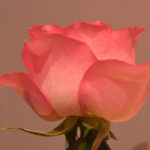 Peach pink rose