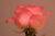 Peach pink rose