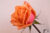 orange and pink rose