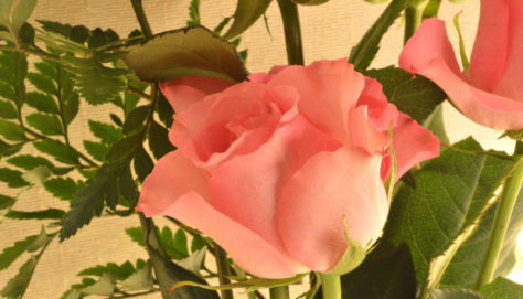 Indoor Roses