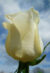 Creamy white rose