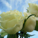 Creamy white rose