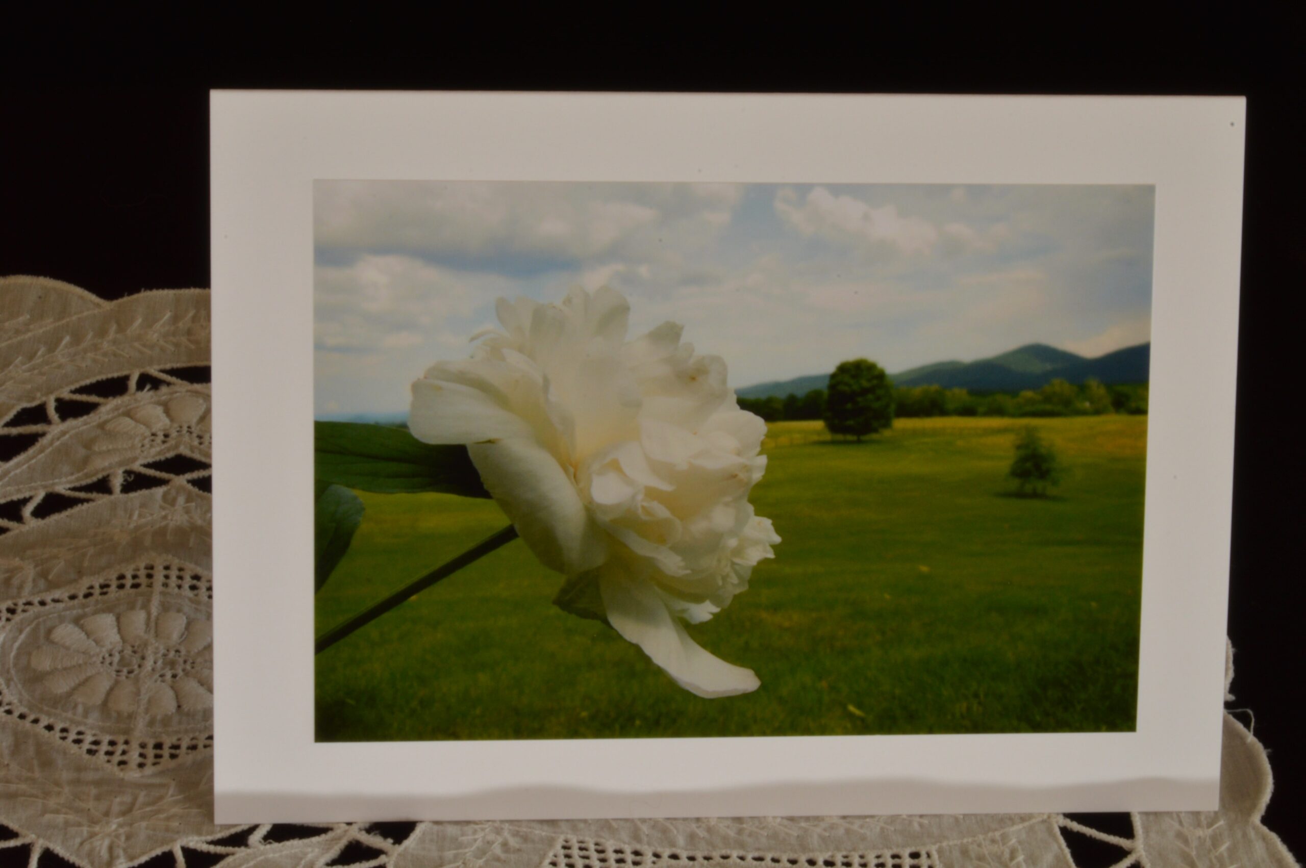 Flower Photography Notecards