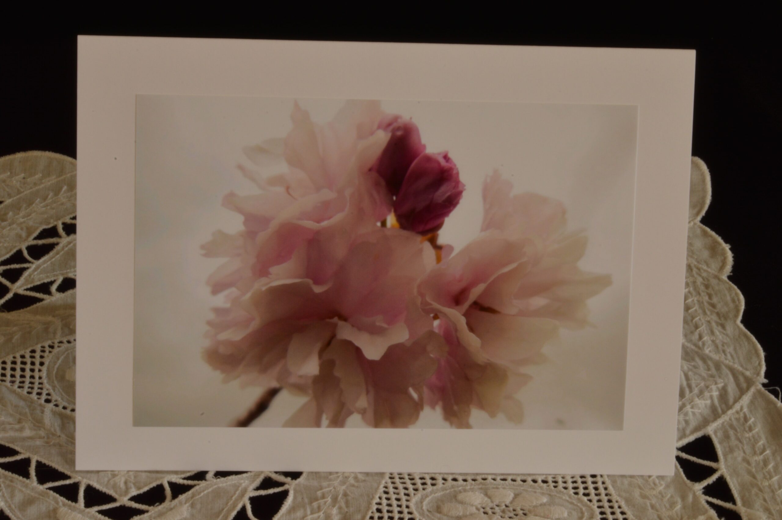Peony Flower Photography Notecards