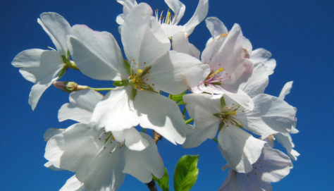 Spring Blossoms I