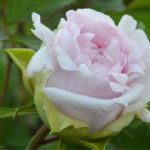 Pale Pink Peony