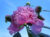 deep pink peony flower photo