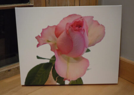 fine art canvas wrap rose rebecca lilly