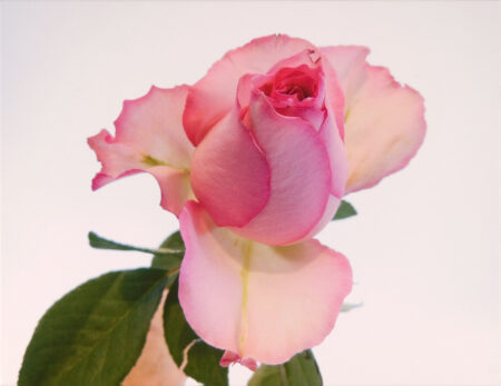 pink rose photo