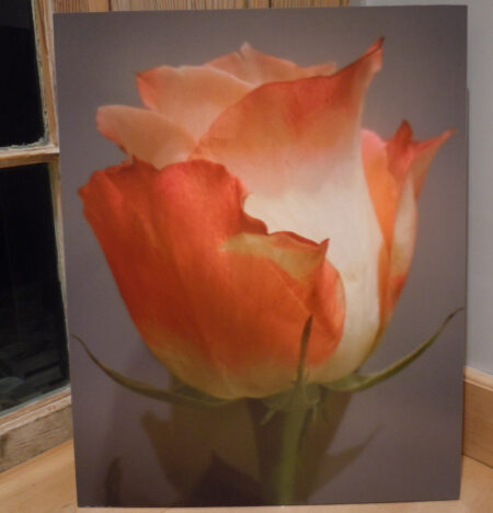 fine art print ultra board rebecca lilly