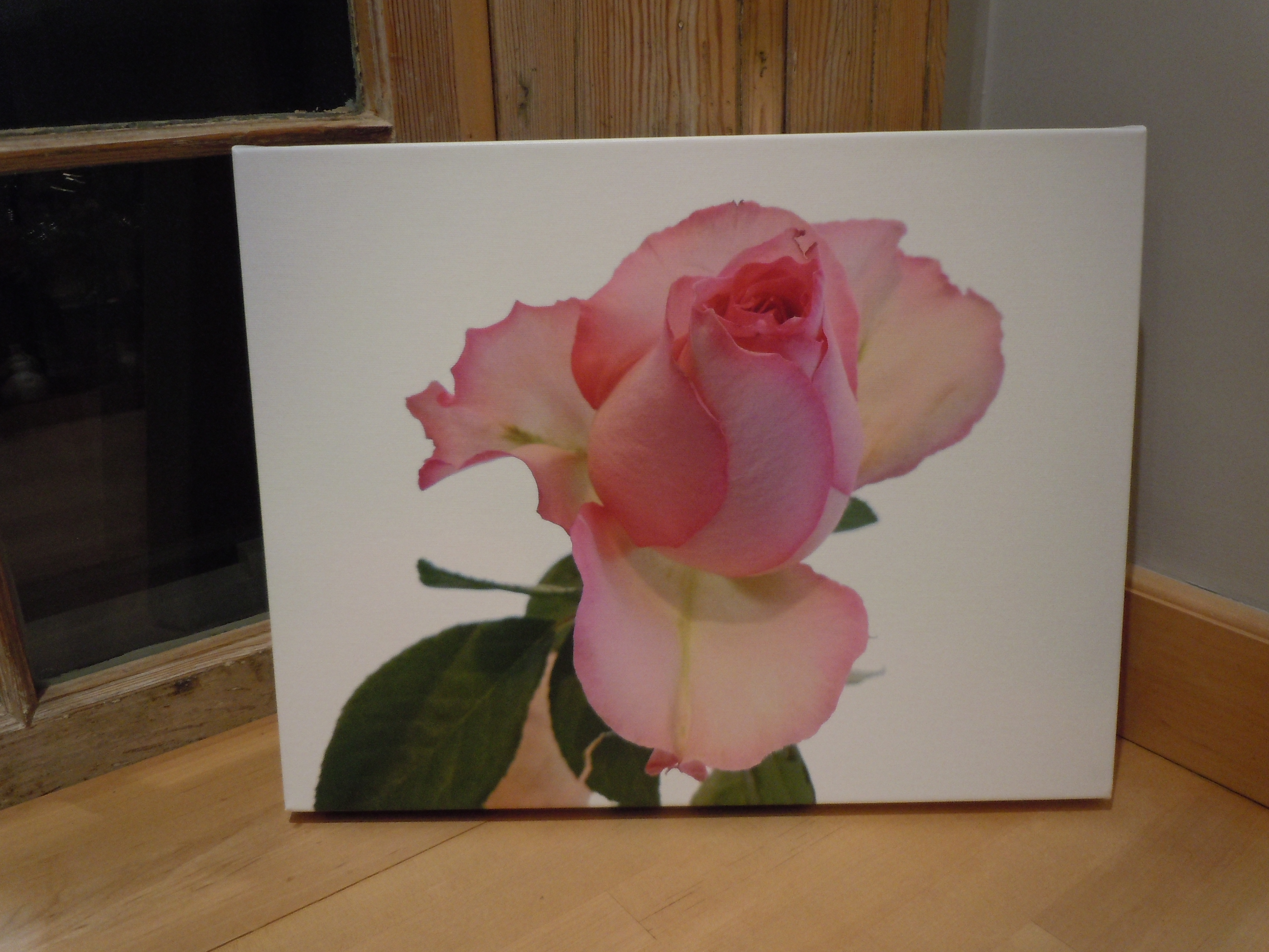 fine art canvas wrap rose rebecca lilly