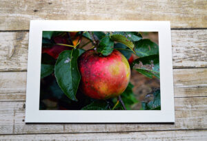 notecard products for apples and pears collection