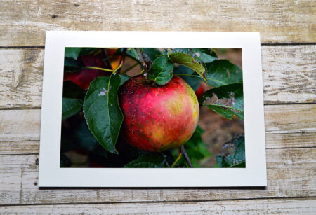 notecard products for apples and pears collection