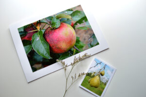 notecard + enclosure products for apples and pears collection
