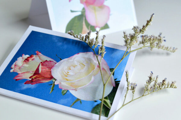 notecard + enclosure products for outdoor roses collection