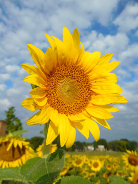 Sunflower 1