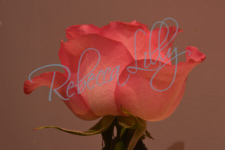 Indoor Roses 6
