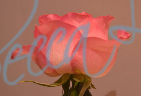 Indoor Roses 6