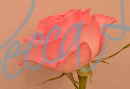 Indoor Roses 31