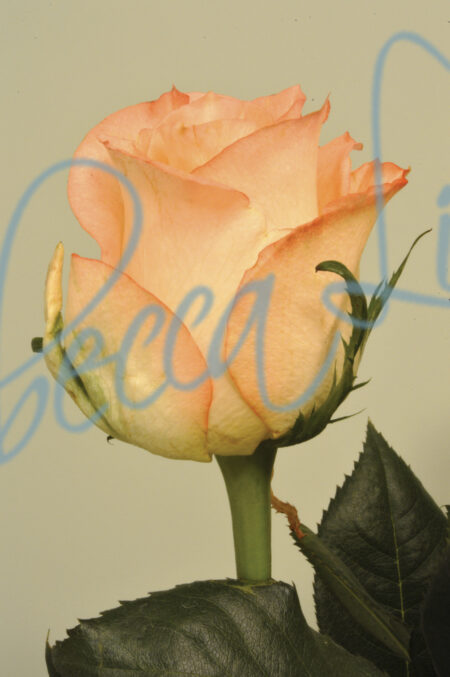 Indoor Roses 45