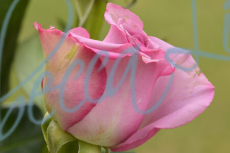Outdoor Roses 45