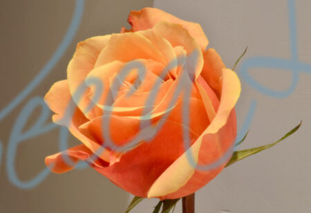 Indoor Roses 55