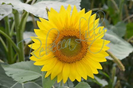 Sunflower 62