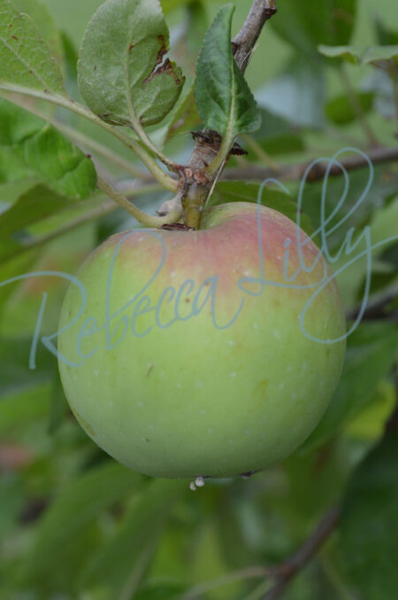 Apple & Pears 72