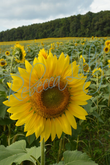 Sunflower 83