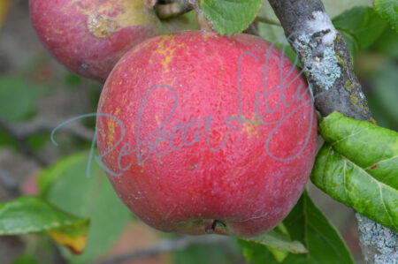 Apple & Pears 93