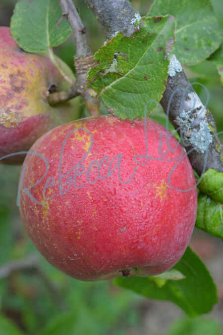 Apple & Pears 99