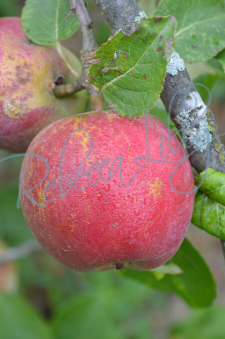 Apple 102