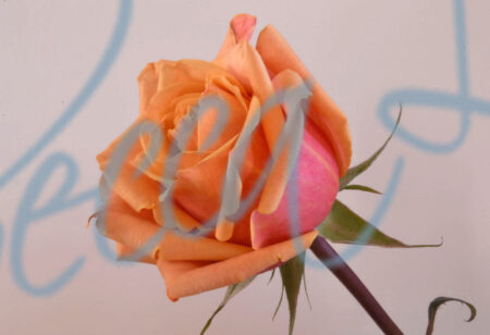 Indoor Roses 144