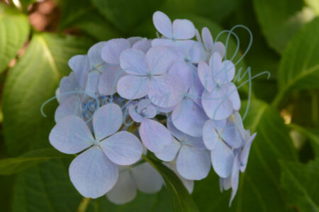 Spring Blossom 1 188