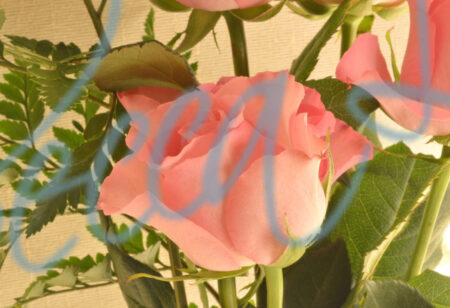 Indoor Roses 207