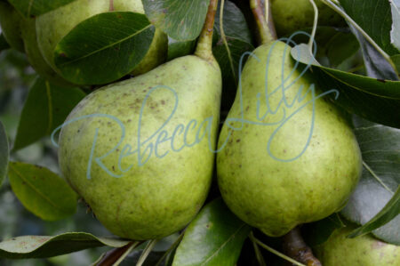 Pears 216