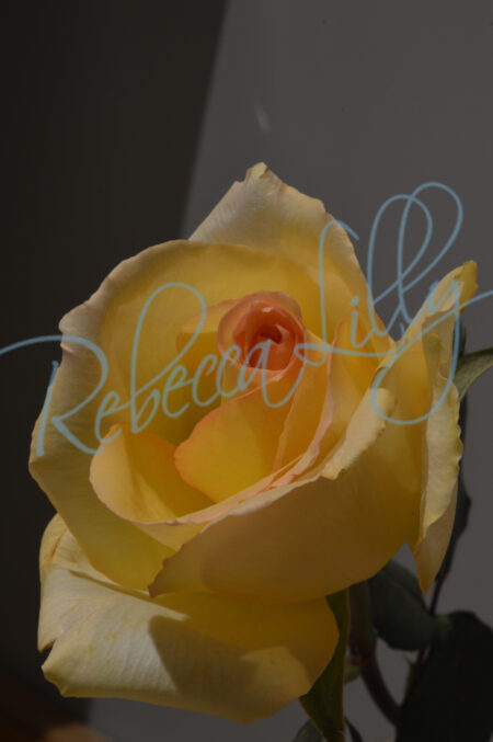 Indoor Roses 230