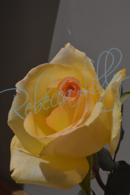 Indoor Roses 231
