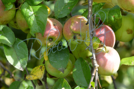 Apples 240