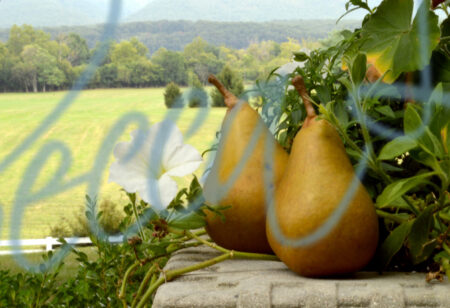 Pears 371