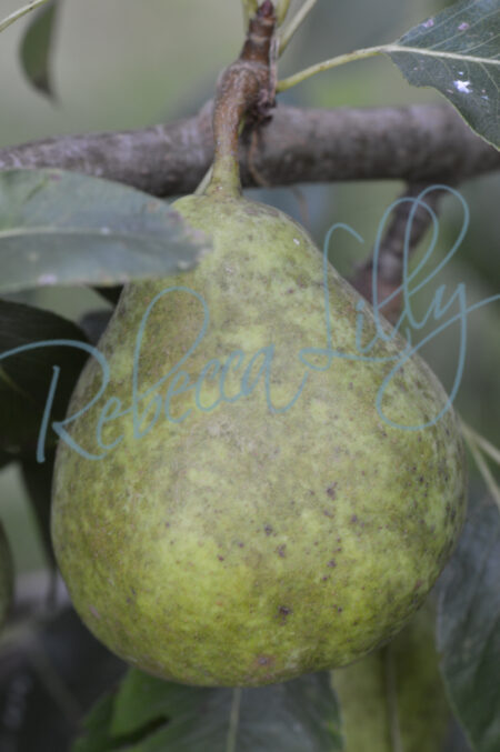 Apple & Pears 421