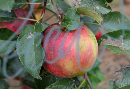 Apple 459