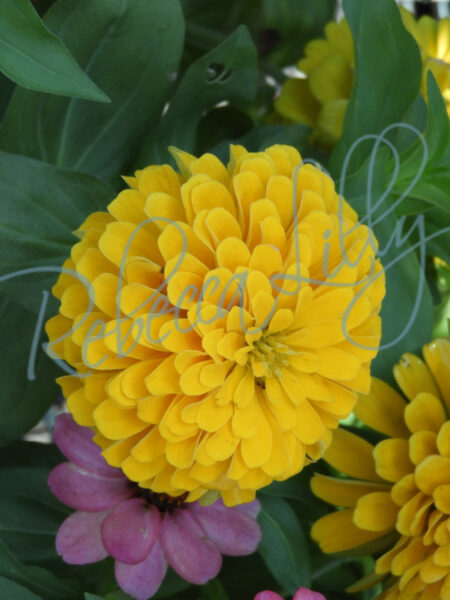 Spring Blossom 2 | Marigold 58