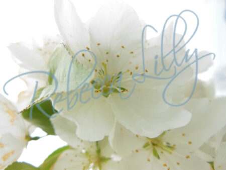 Spring Blossom I 119