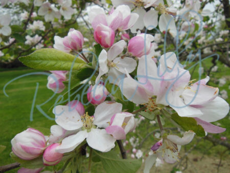 Spring Blossom I 181